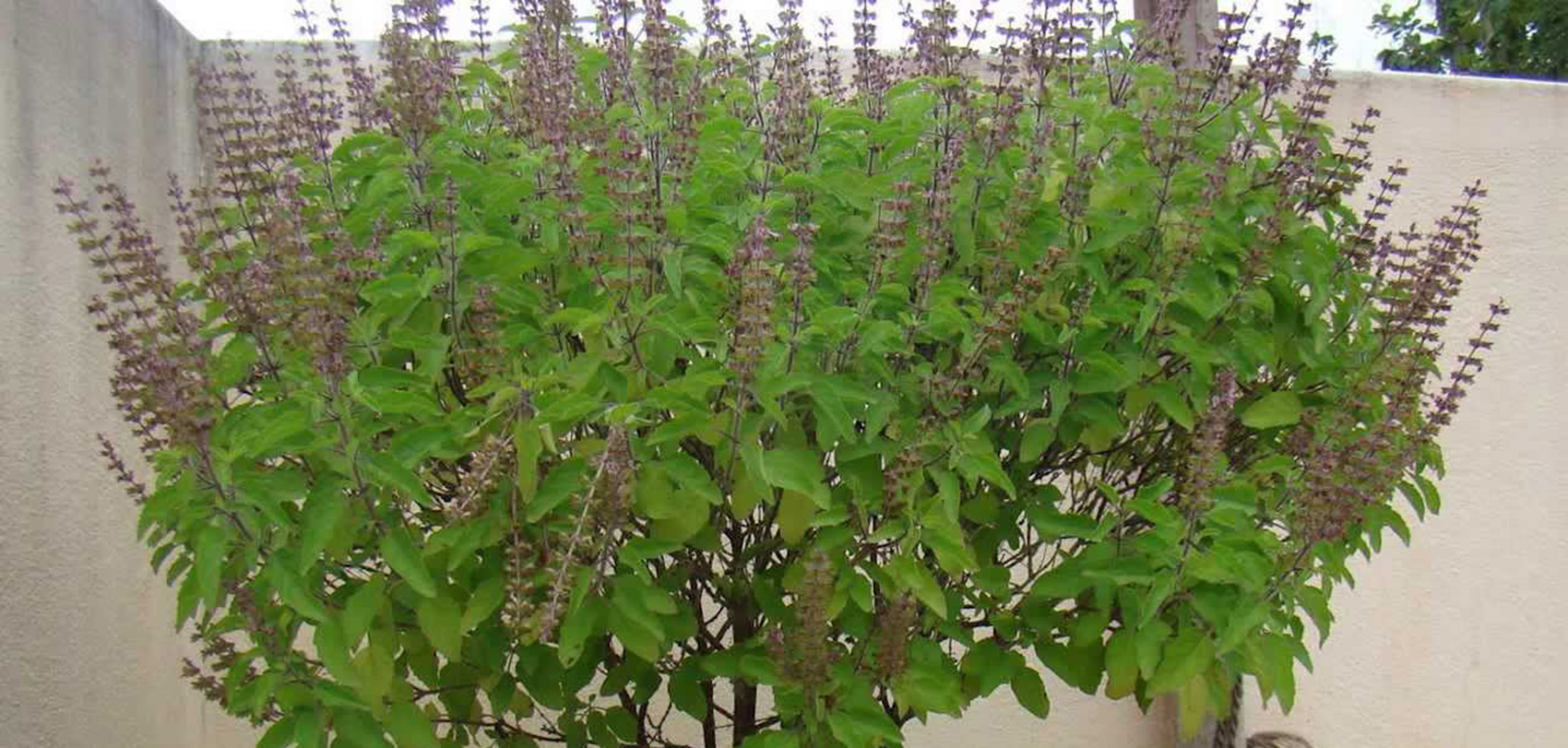 घर घरमा रोपियो तुलसी